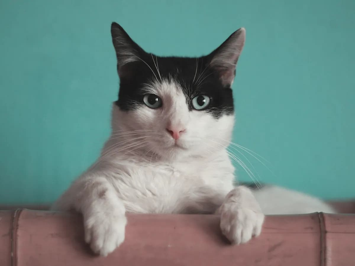 Chat aux poils longs brossé en douceur