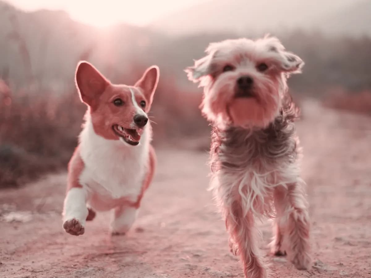 Chien détendu pendant une séance de toilettage