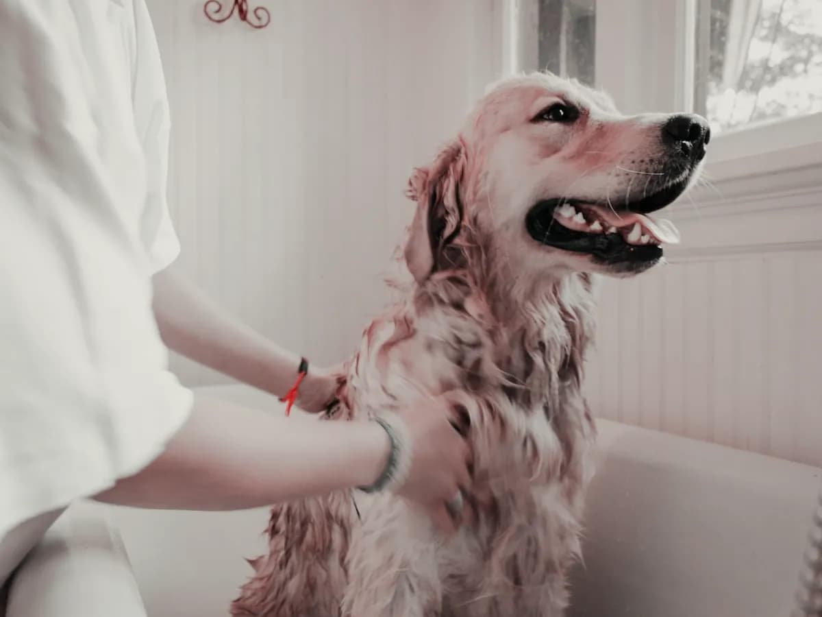 Chien golden retriever au toilettage, sous une lumière naturelle
