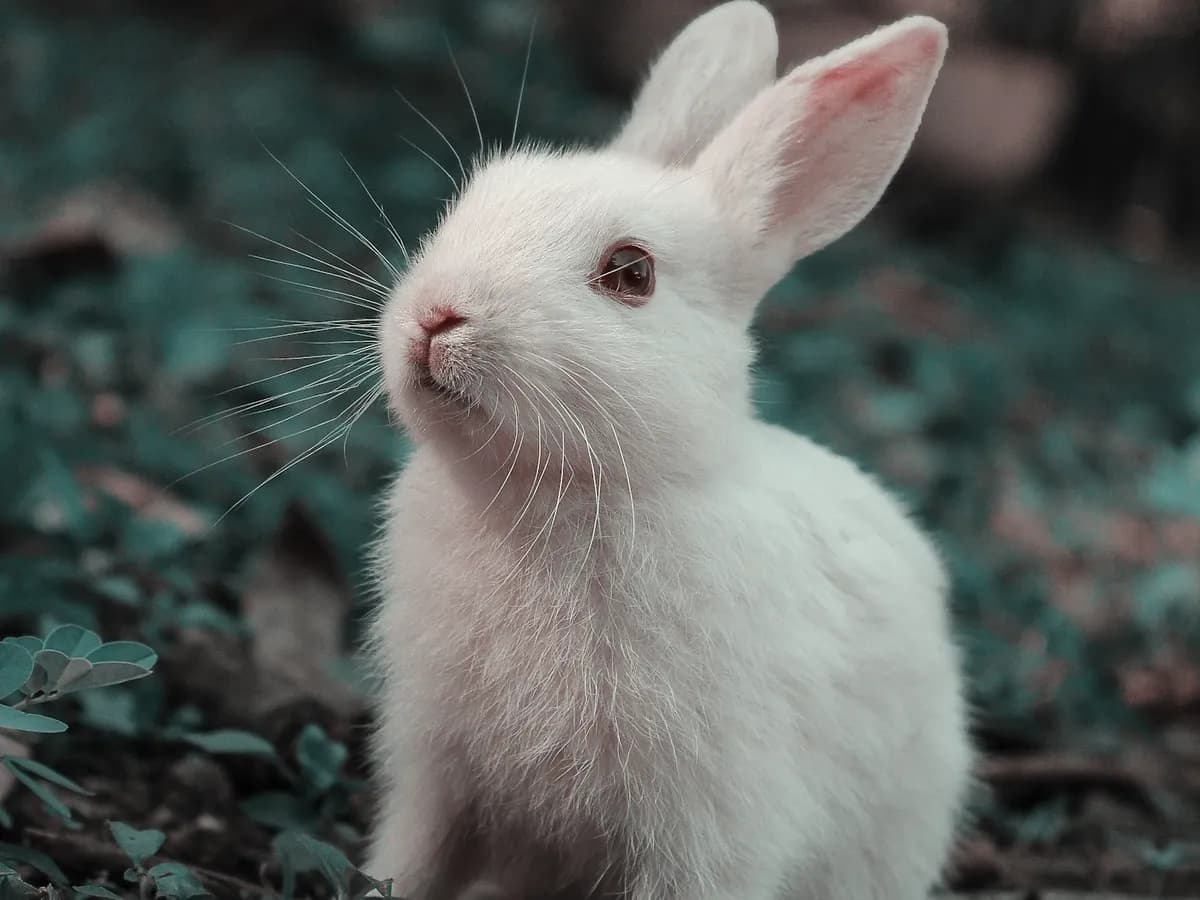 Lapin de compagnie sous une lumière naturelle